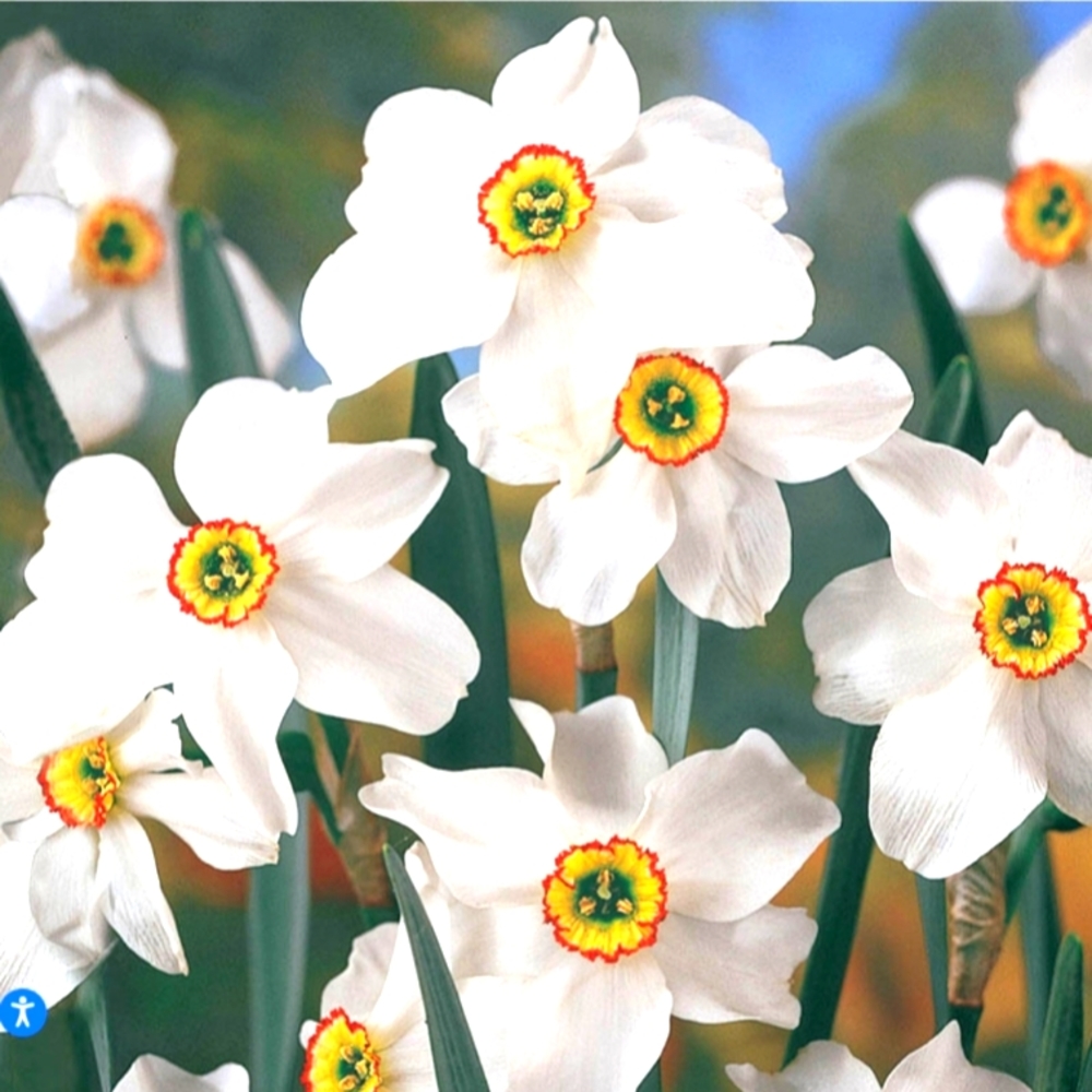 5 heirloom Narcissus bulbs